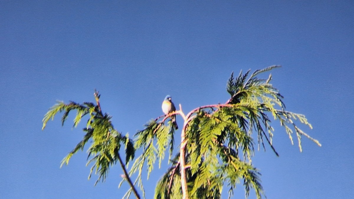 Passerin azuré - ML620652009