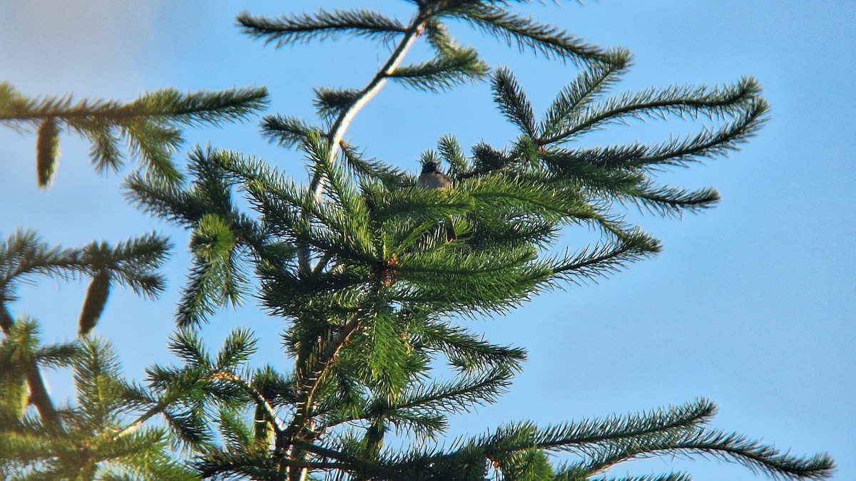 Lazuli Bunting - ML620652010