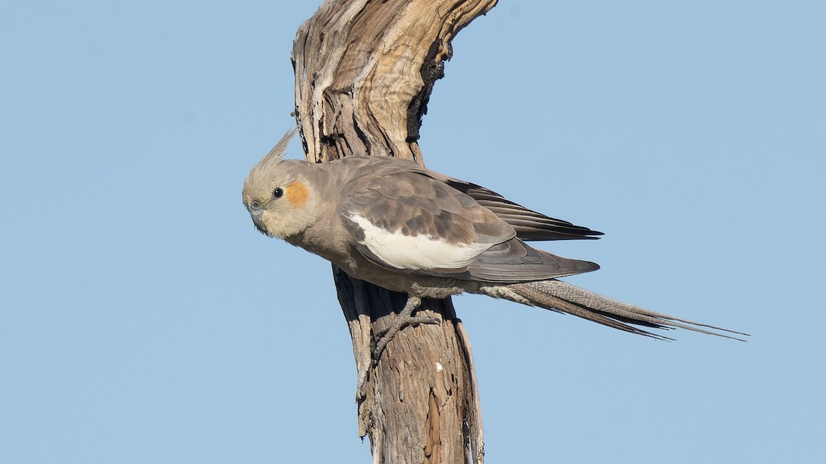 オカメインコ - ML620652011