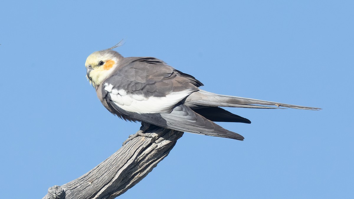 Cockatiel - ML620652012