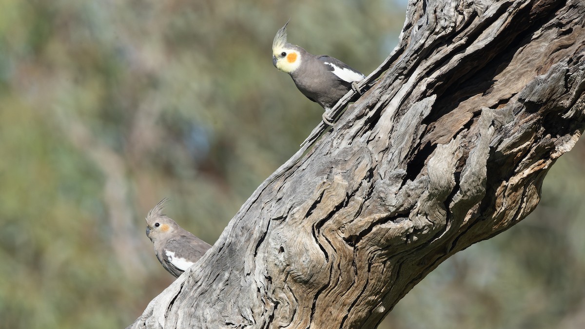 オカメインコ - ML620652013