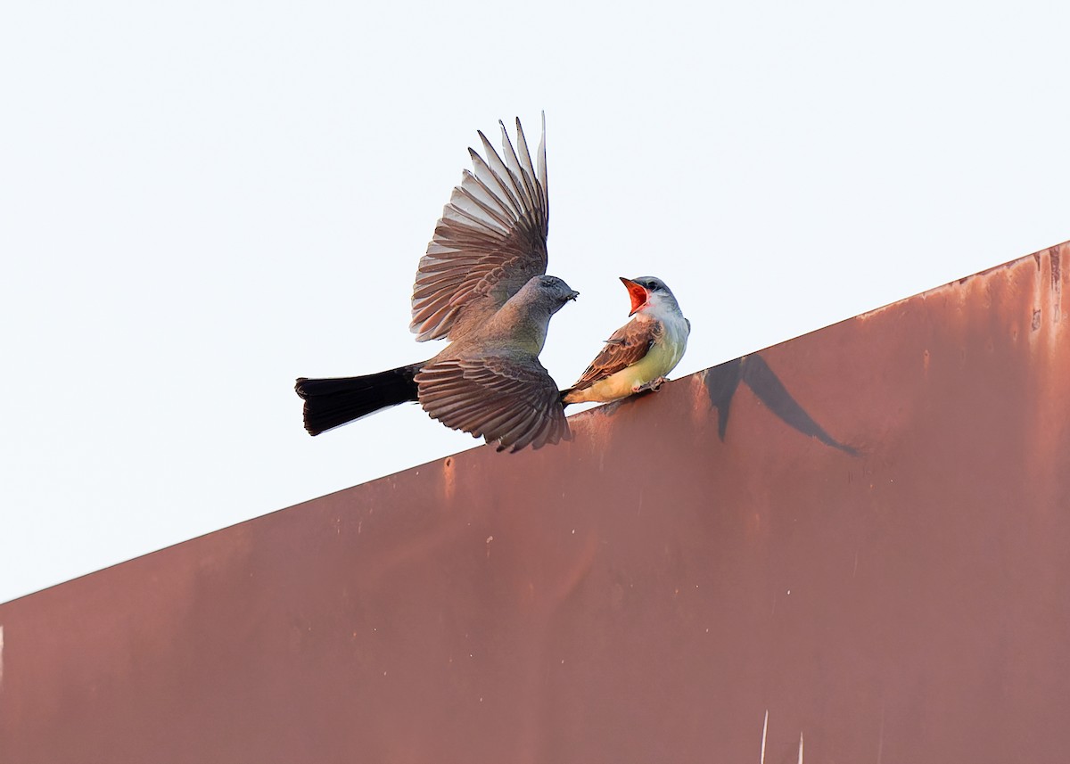 Western Kingbird - ML620652015