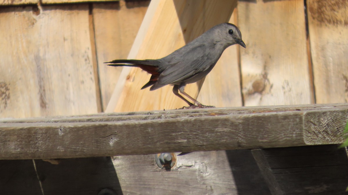 Gray Catbird - ML620652016