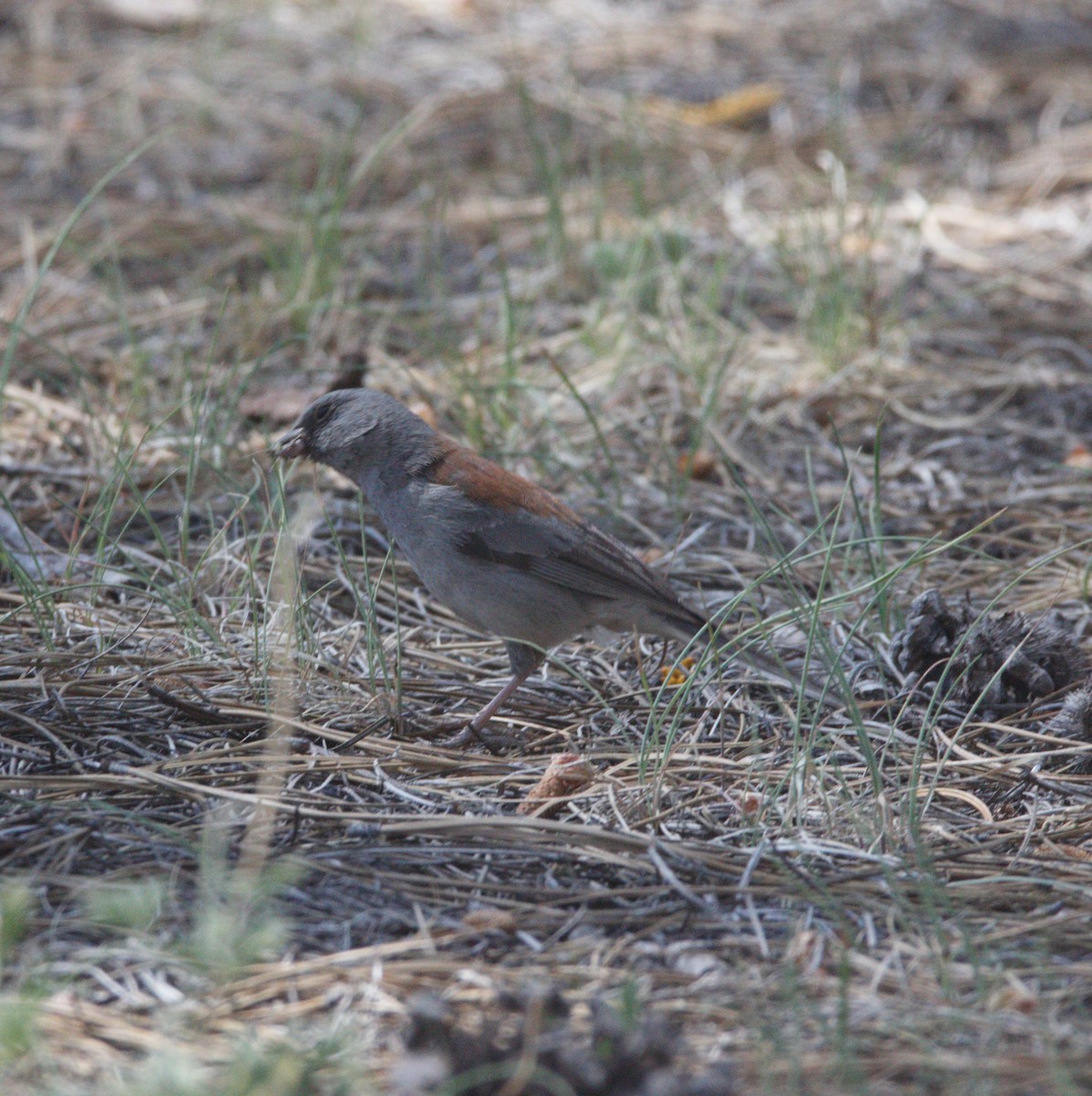 Junco Ojioscuro - ML620652017