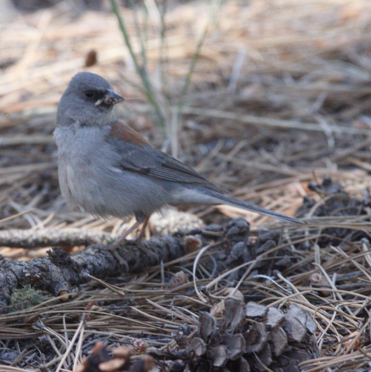 Junco Ojioscuro - ML620652018