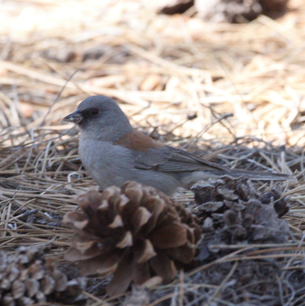 Junco Ojioscuro - ML620652019