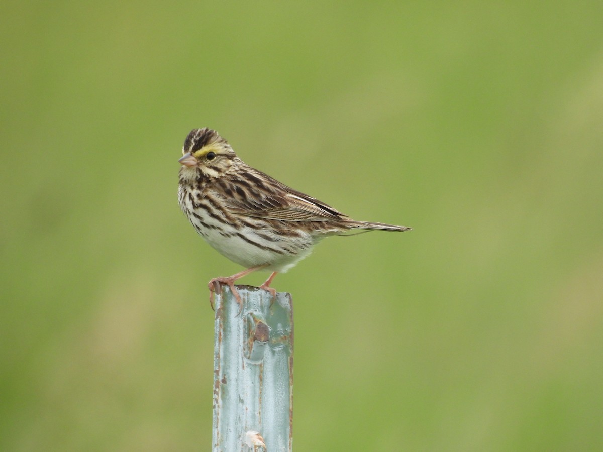 Savannah Sparrow - ML620652024