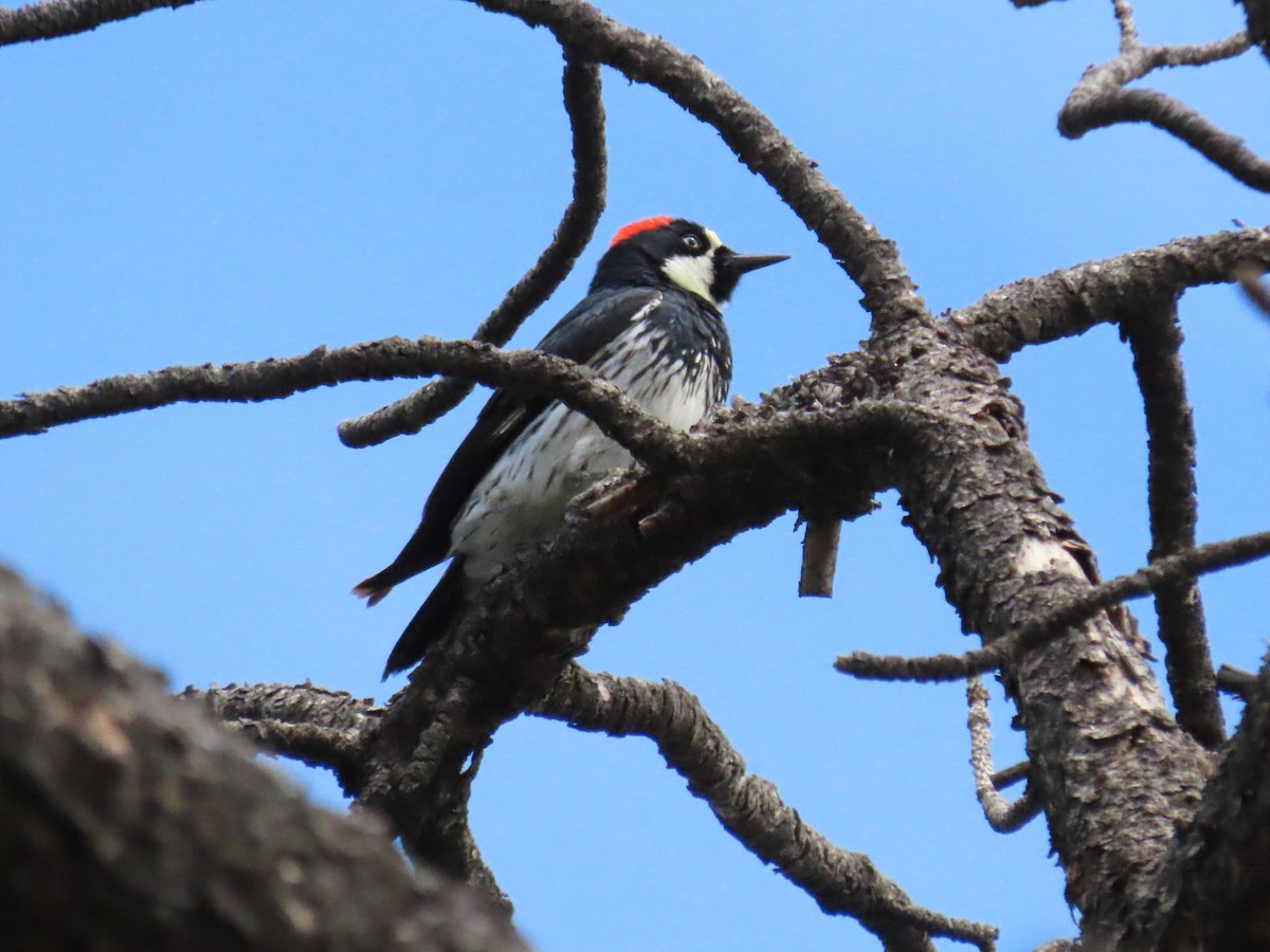 Acorn Woodpecker - ML620652029