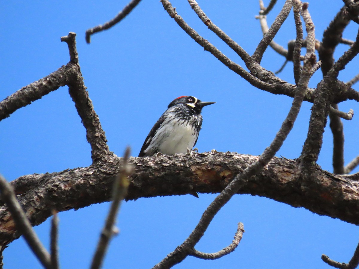 Acorn Woodpecker - Kara L