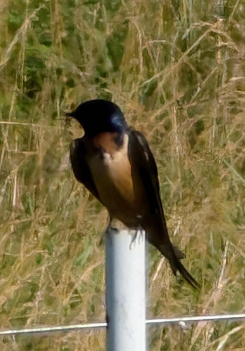 Barn Swallow - ML620652032