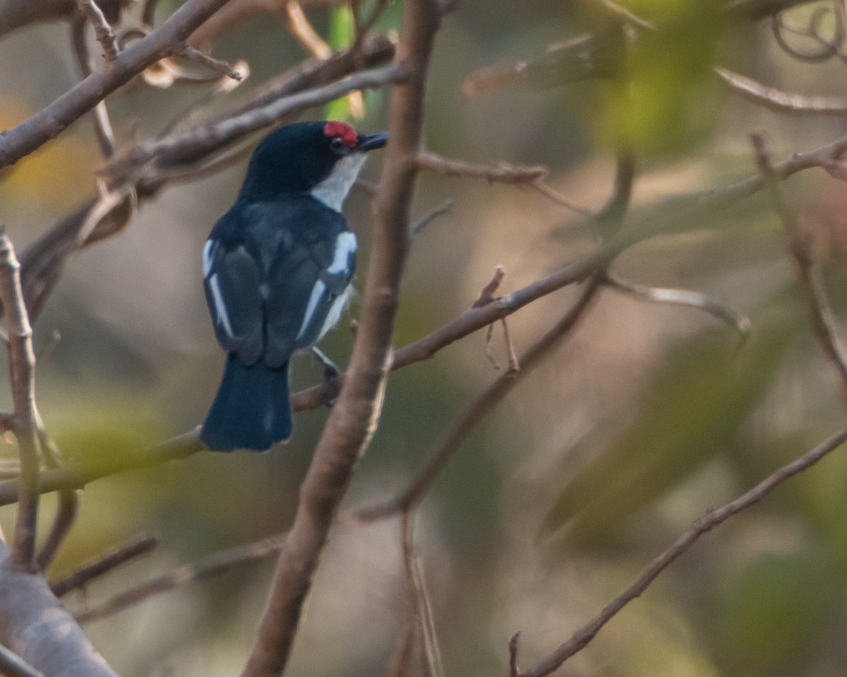 Brown-throated Wattle-eye - David Sinton