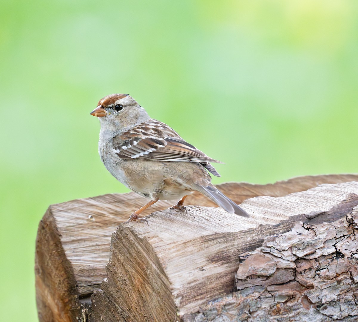 White-crowned Sparrow - ML620652037