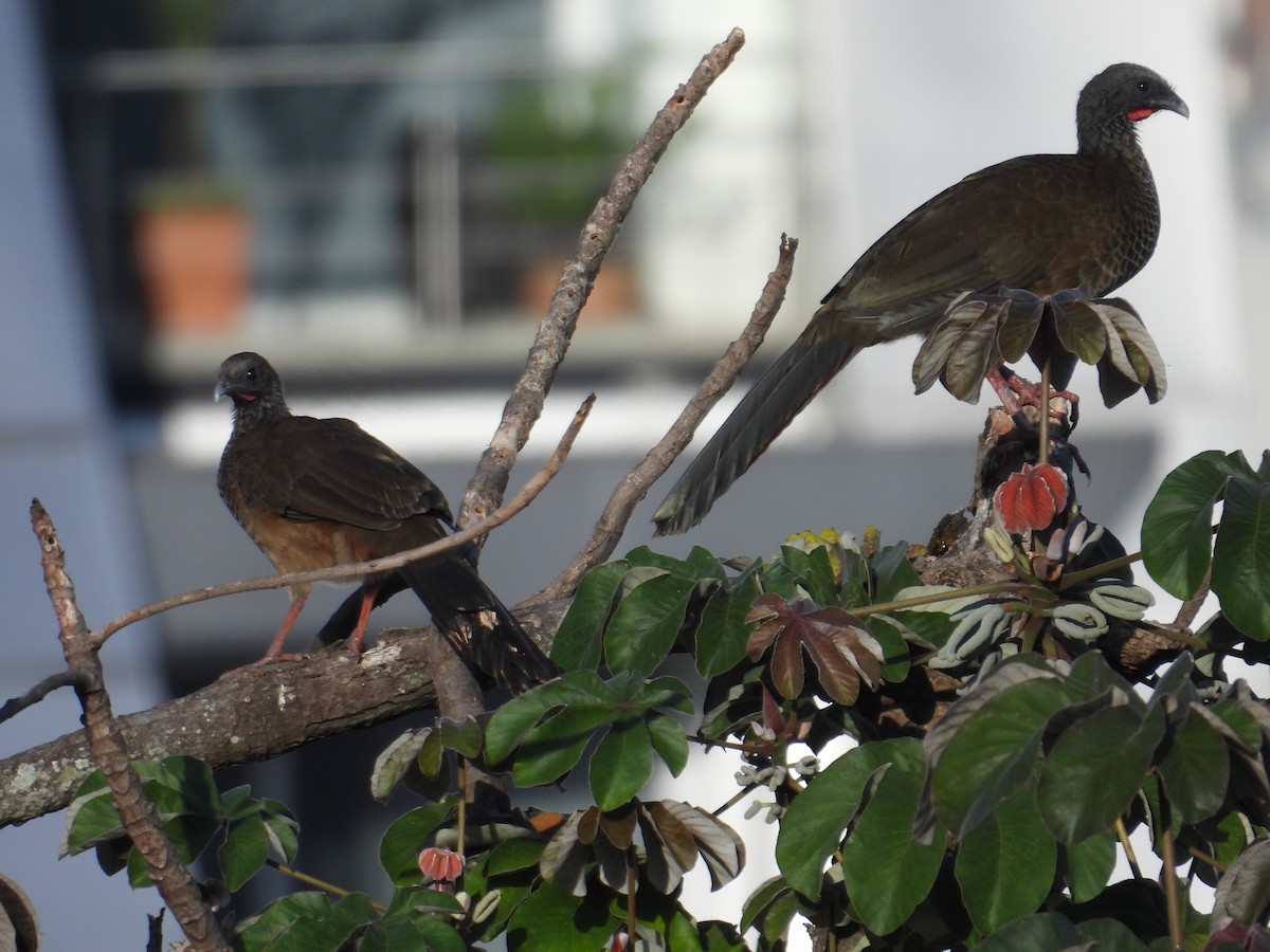 Colombian Chachalaca - ML620652039