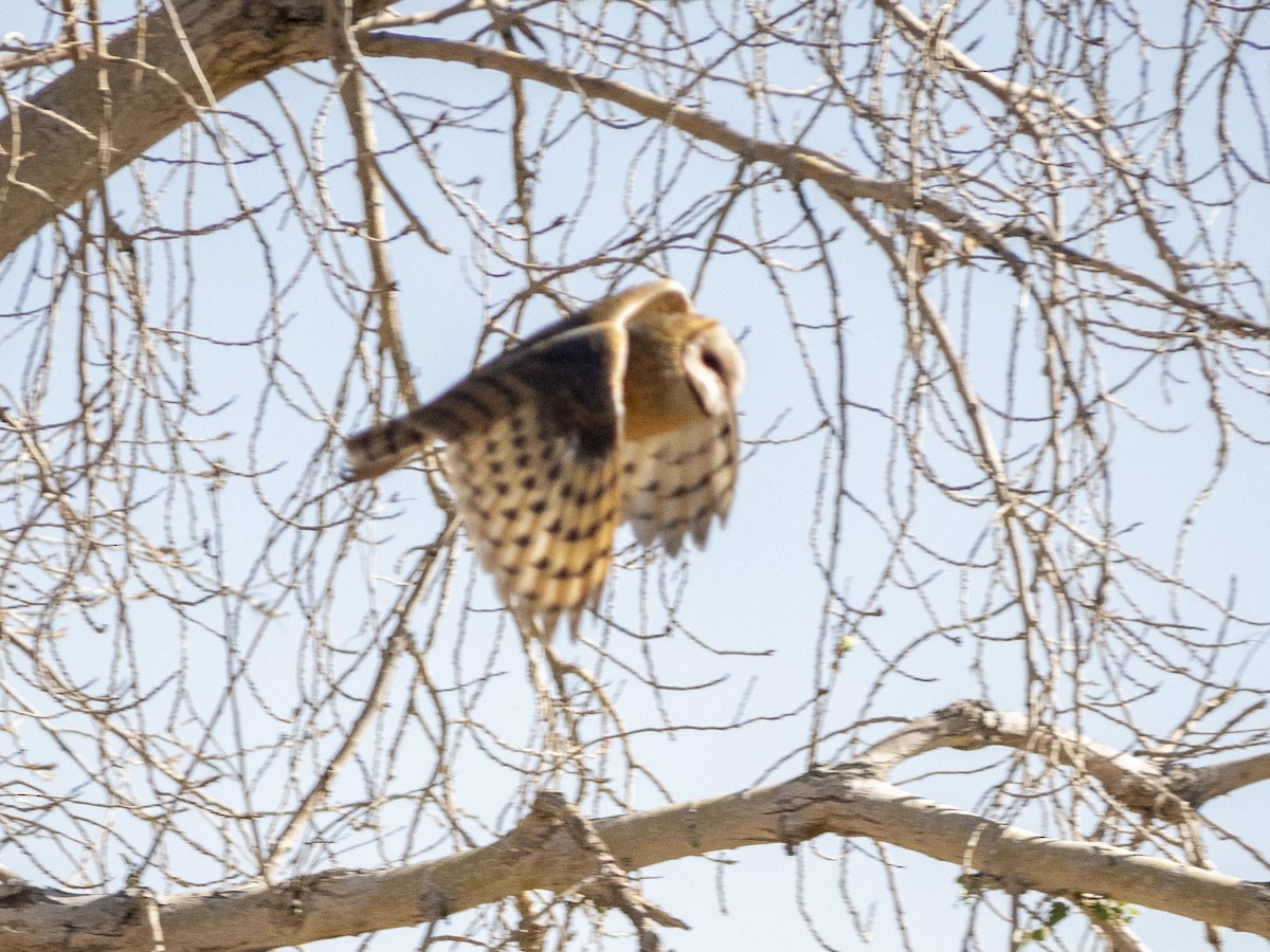 Barn Owl - ML620652041