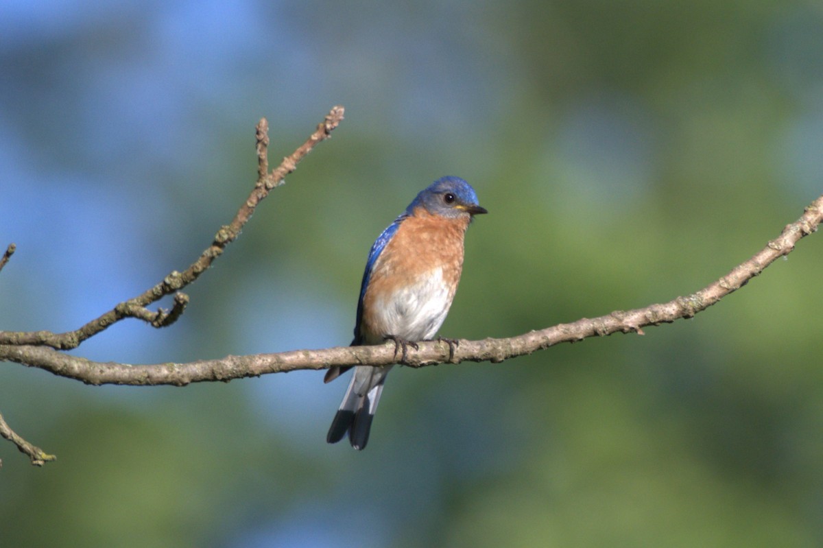 Eastern Bluebird - ML620652042