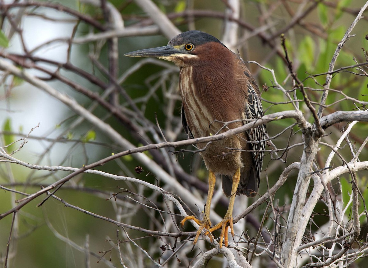 Green Heron - ML620652044