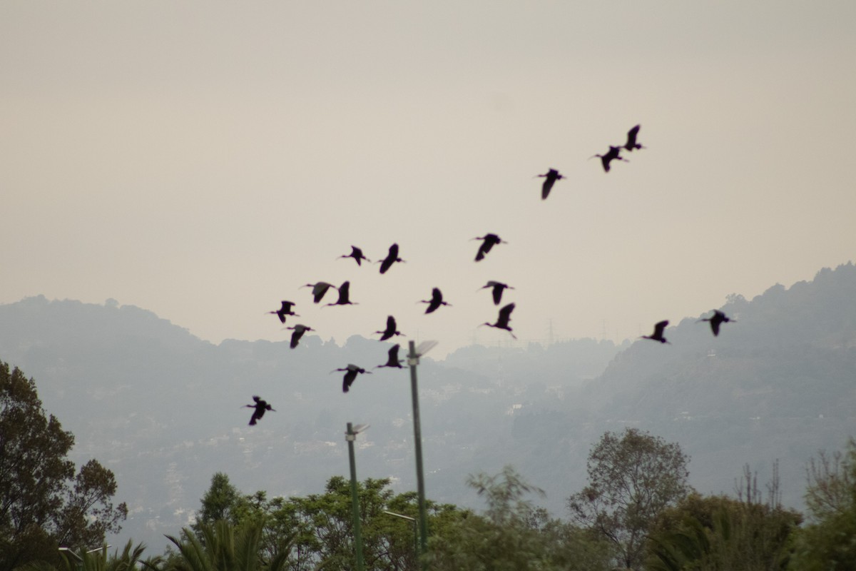 White-faced Ibis - ML620652045