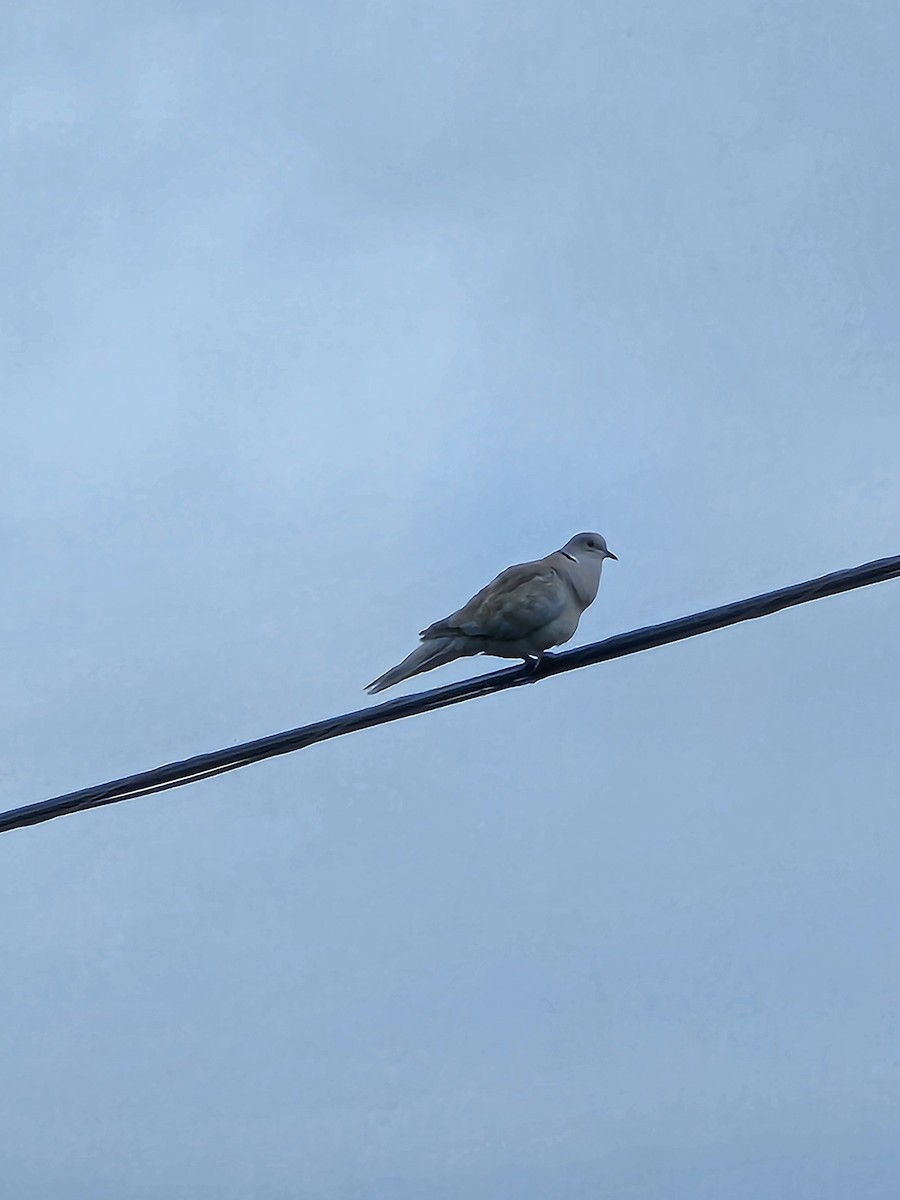 Eurasian Collared-Dove - ML620652046