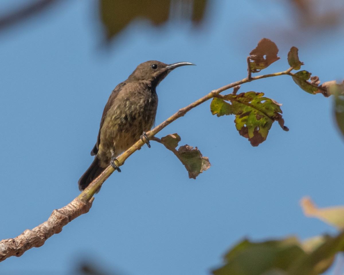 Scarlet-chested Sunbird - ML620652047