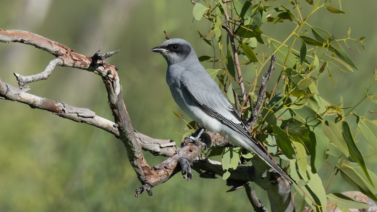 Black-faced Cuckooshrike - ML620652048