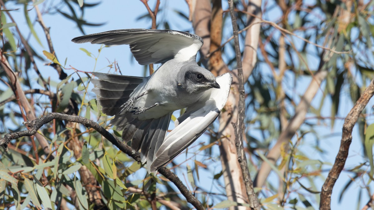 Black-faced Cuckooshrike - ML620652049