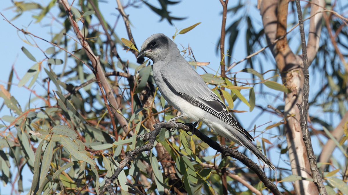 Black-faced Cuckooshrike - ML620652050