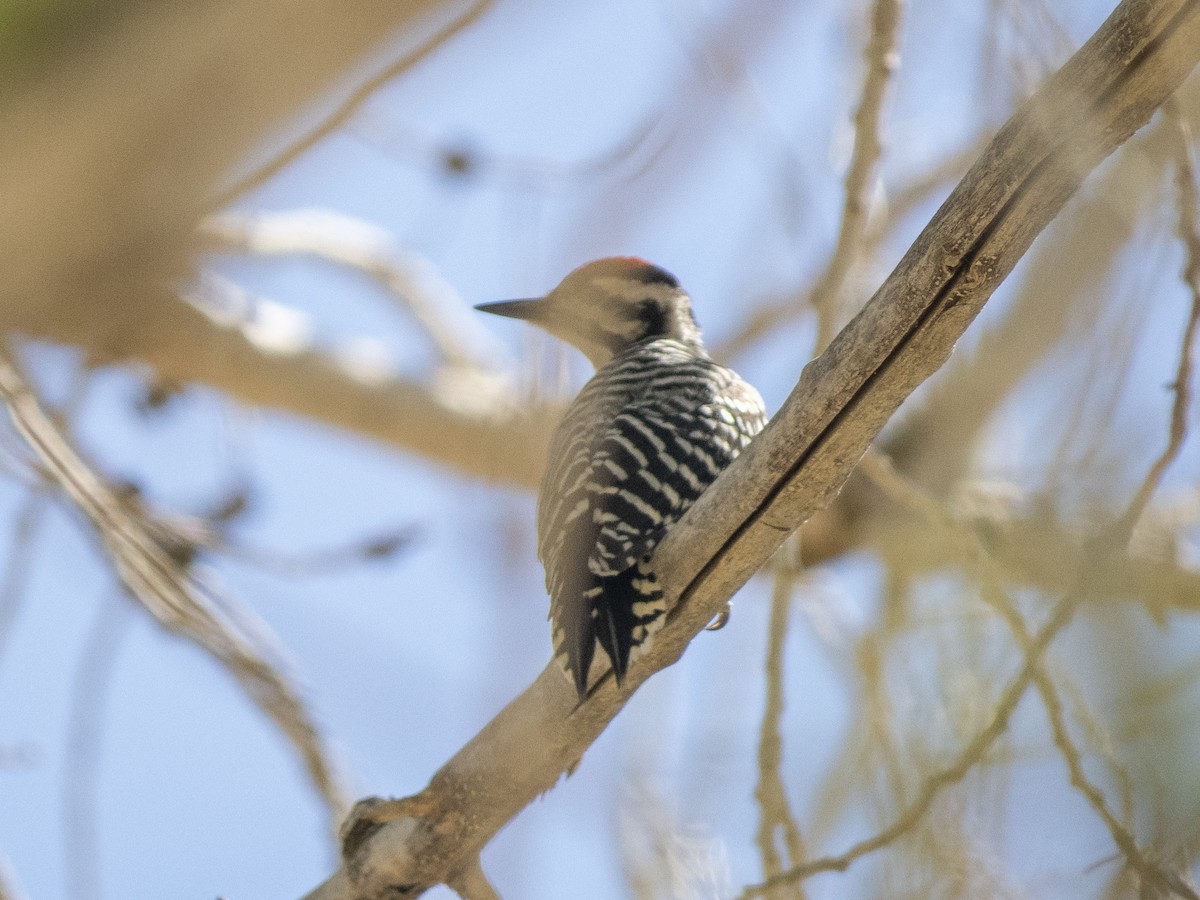 Nuttall's Woodpecker - ML620652051