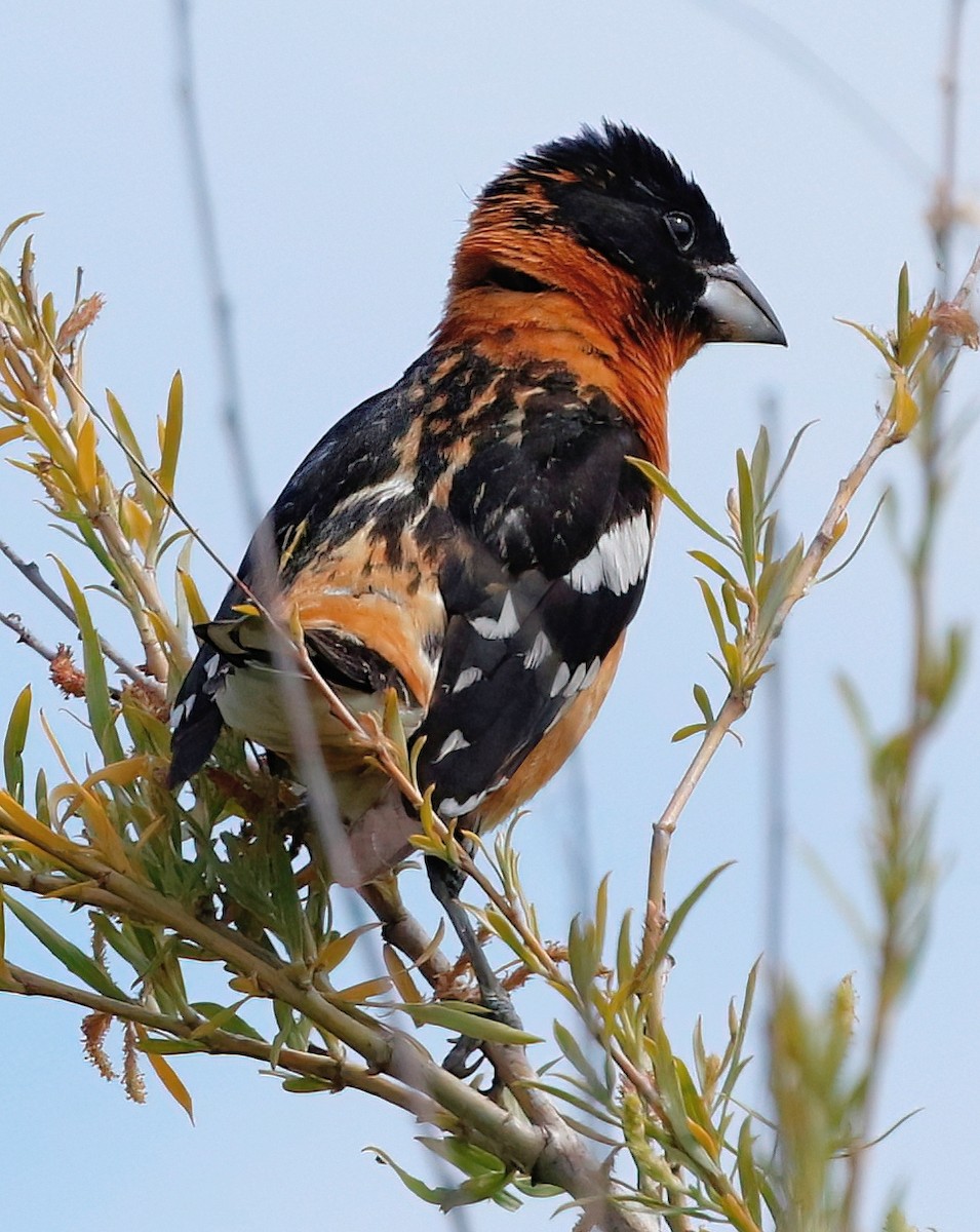 Black-headed Grosbeak - ML620652052