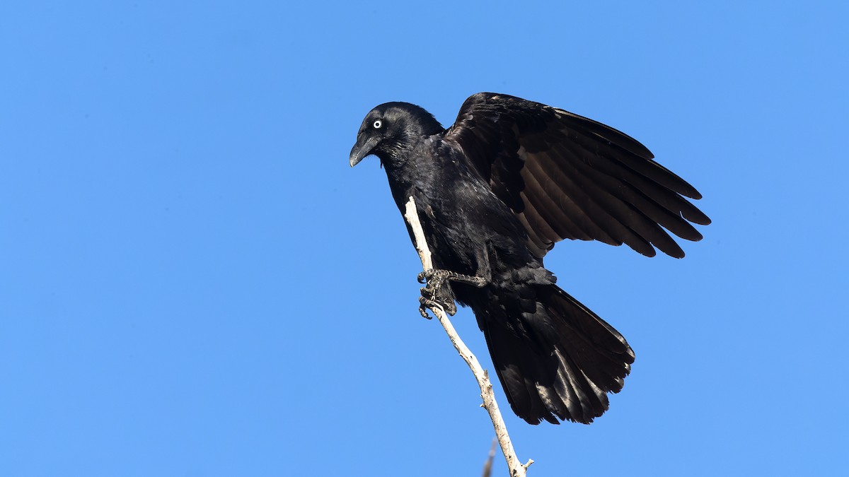 Corbeau du désert - ML620652055