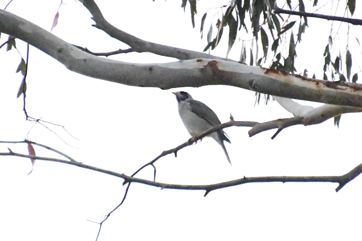 Noisy Miner - ML620652064