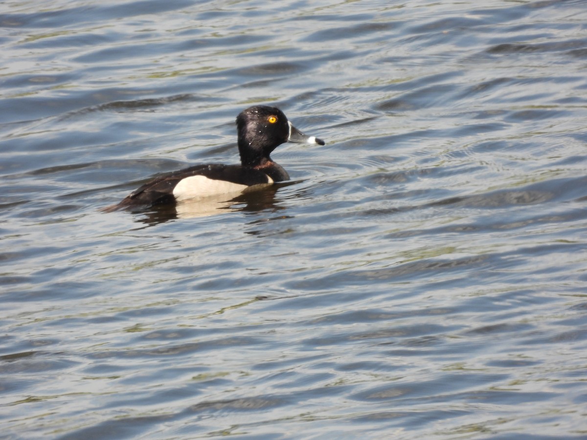 Ring-necked Duck - ML620652066