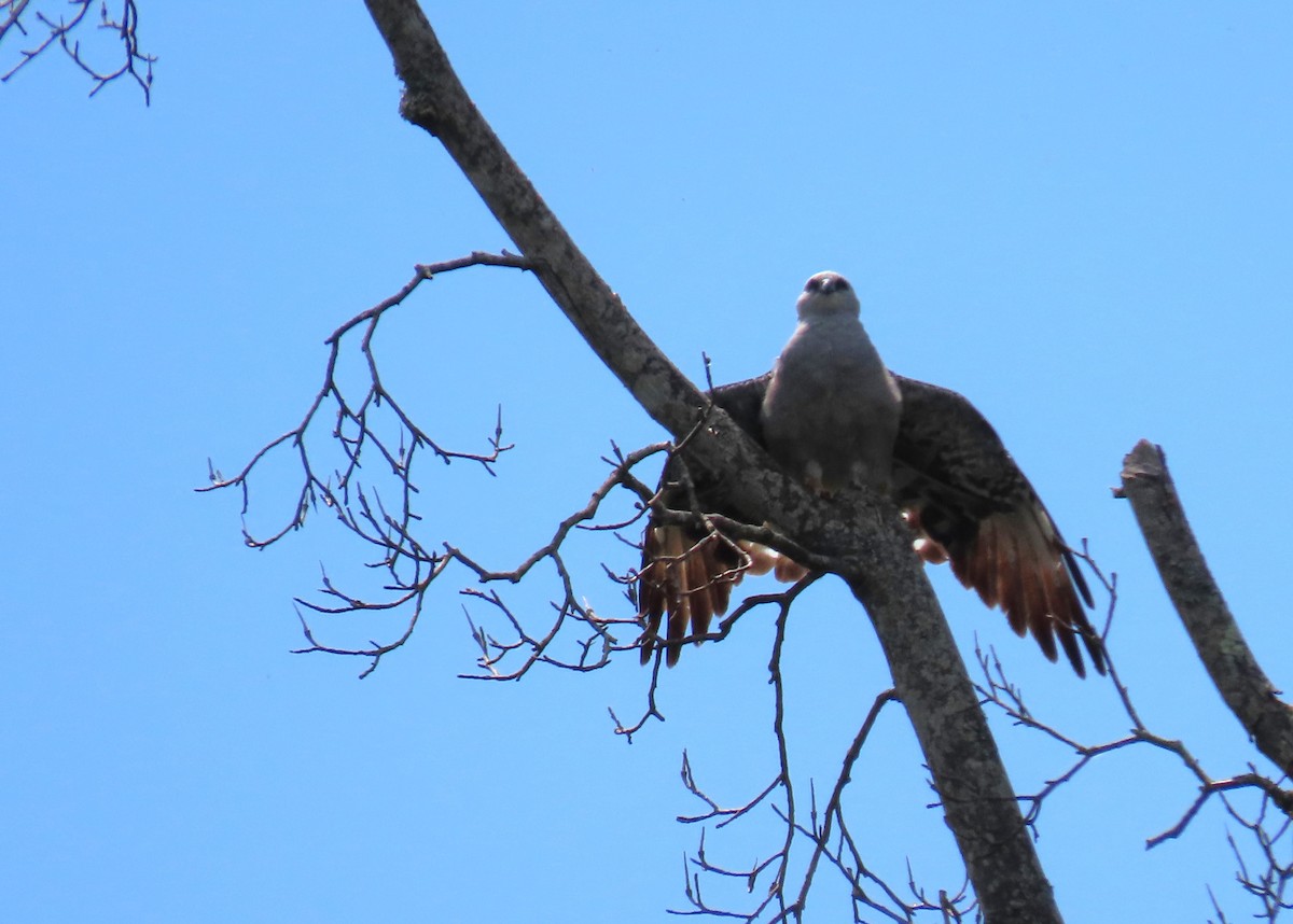 Mississippi Kite - ML620652068