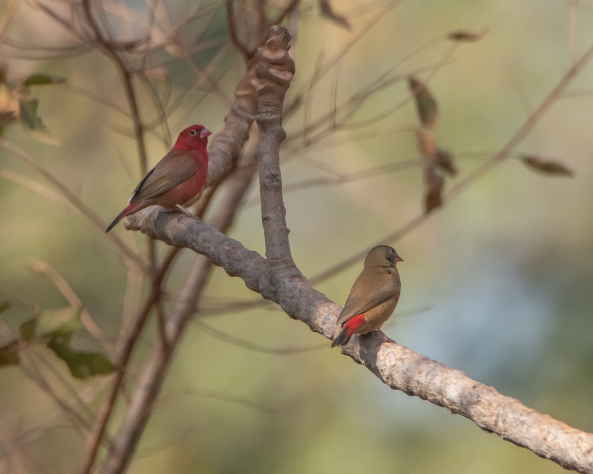 Red-billed Firefinch - ML620652069