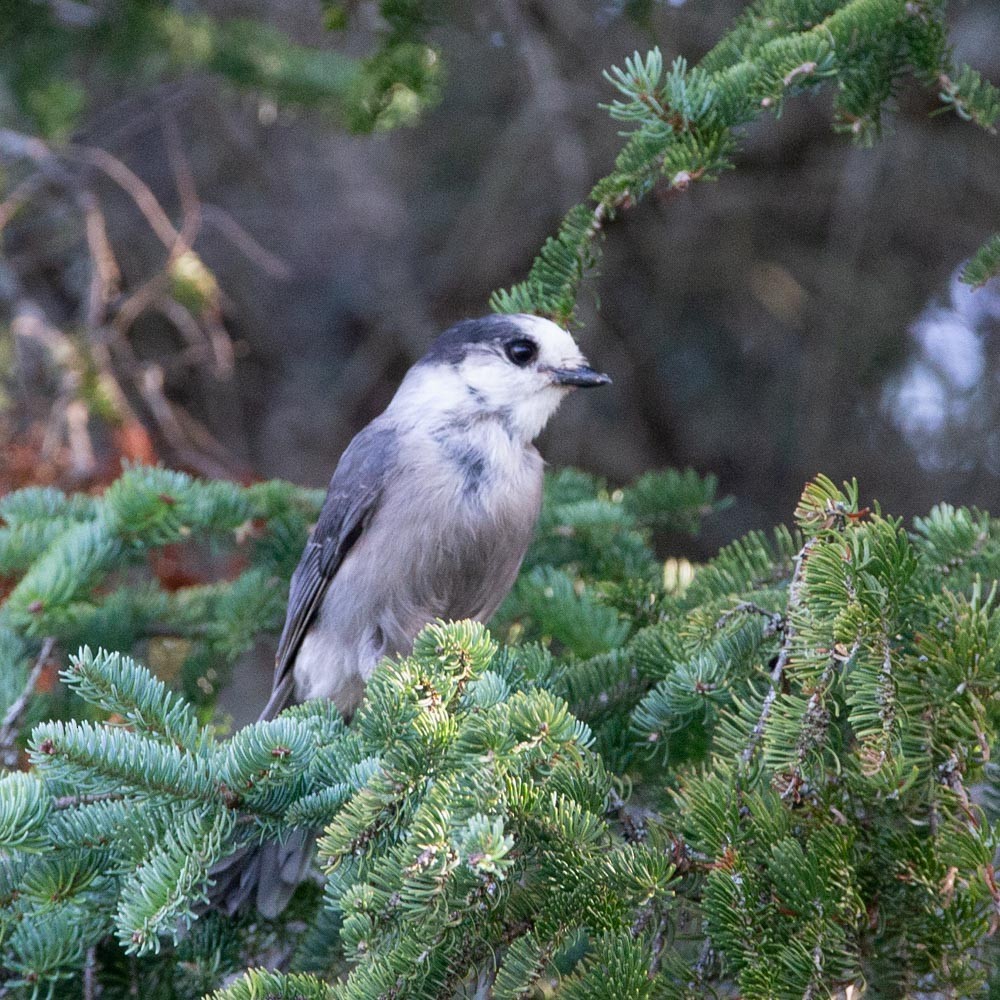 Canada Jay - ML620652070