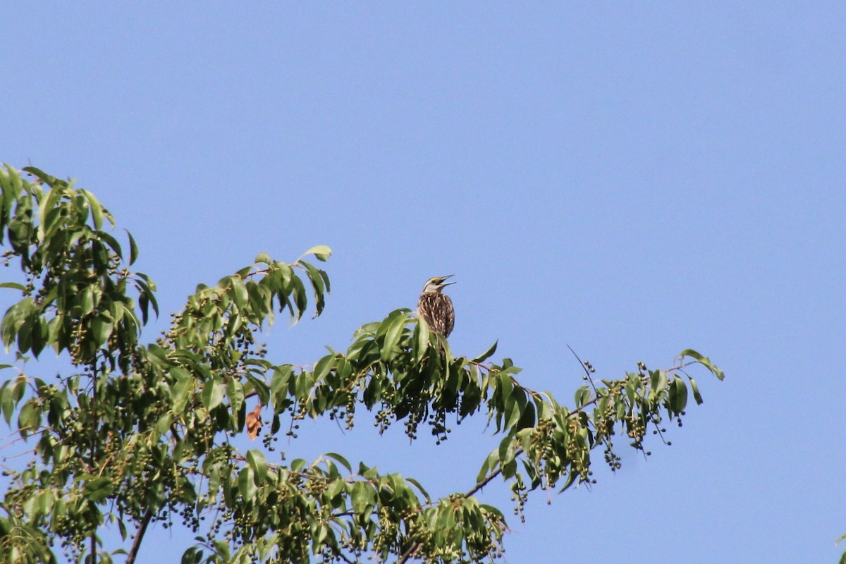 Eastern Meadowlark - ML620652072