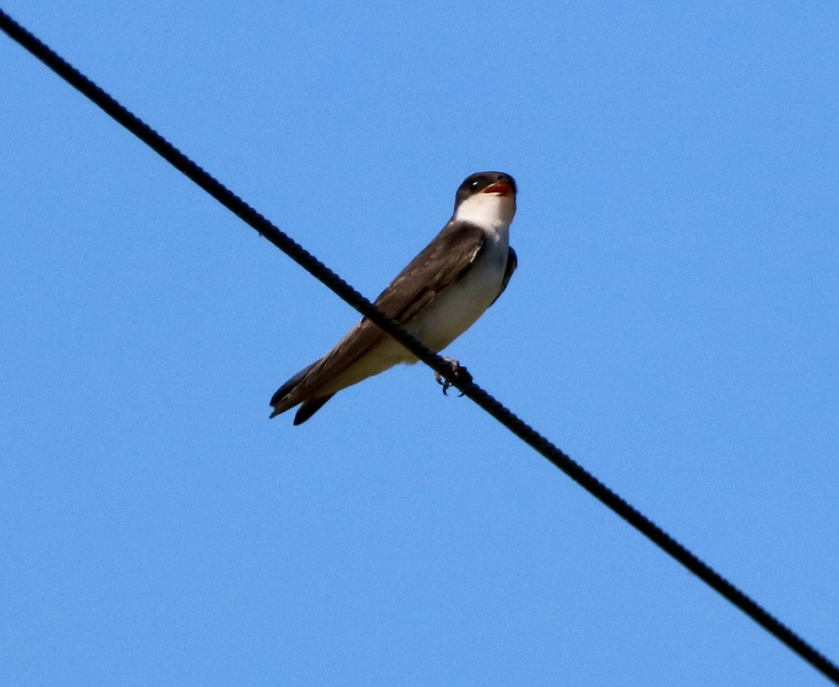 Tree Swallow - Carla Morris