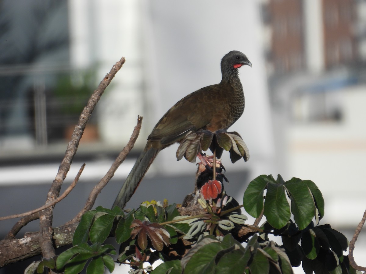 Chachalaca Colombiana - ML620652075