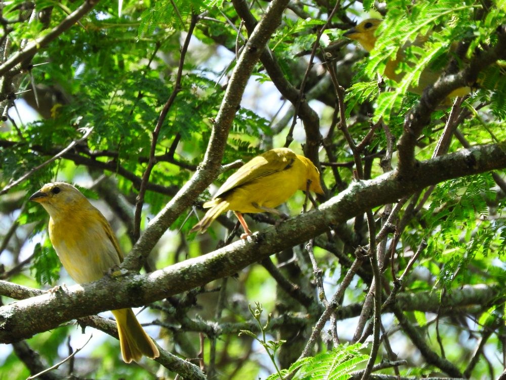 Saffron Finch - ML620652079