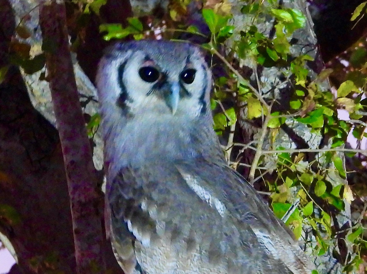 Verreaux's Eagle-Owl - ML620652081