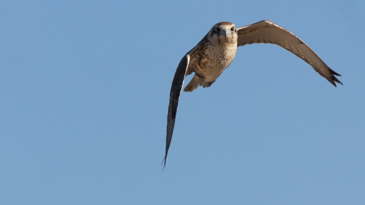 Brown Falcon - ML620652082