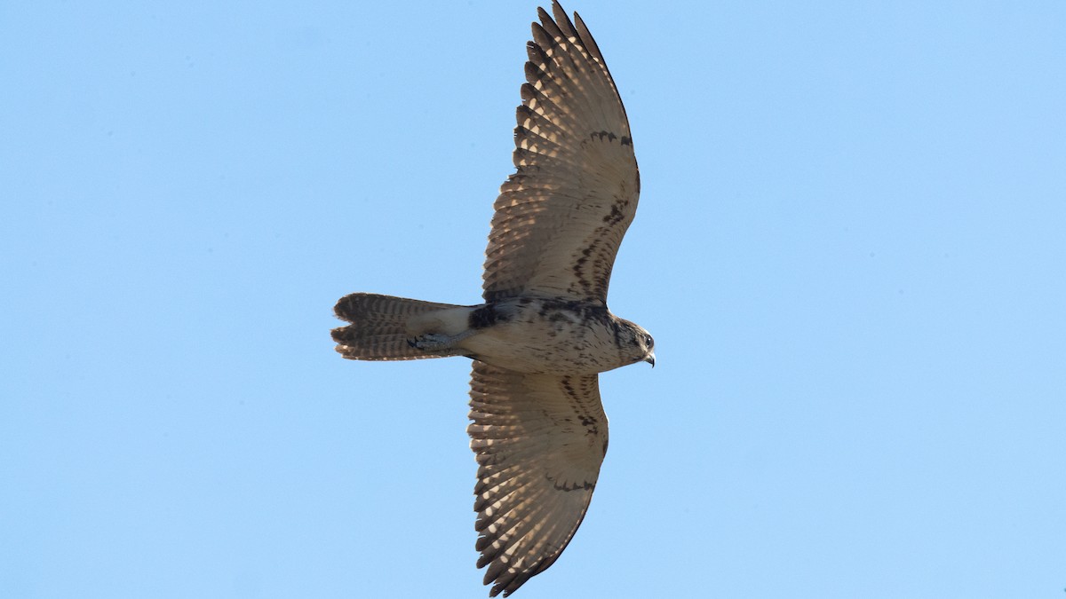 Brown Falcon - ML620652084