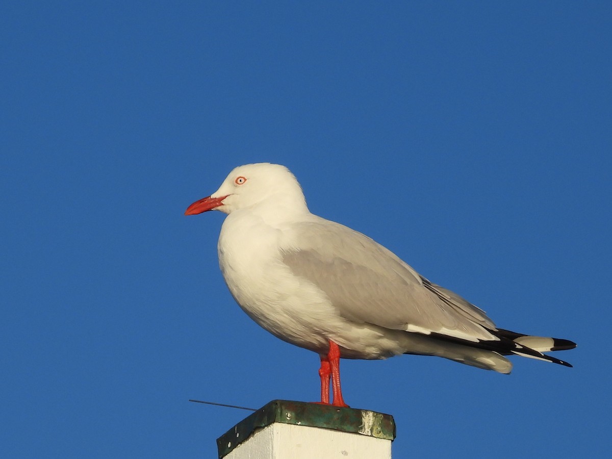 Gaviota Plateada - ML620652085