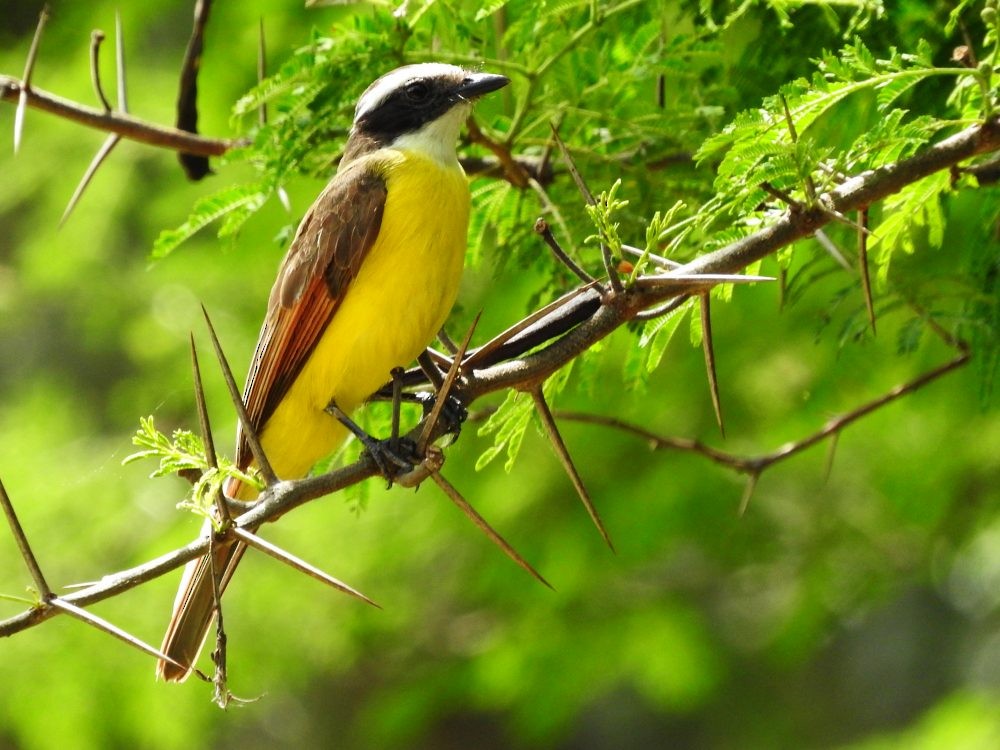 Rusty-margined Flycatcher - ML620652086