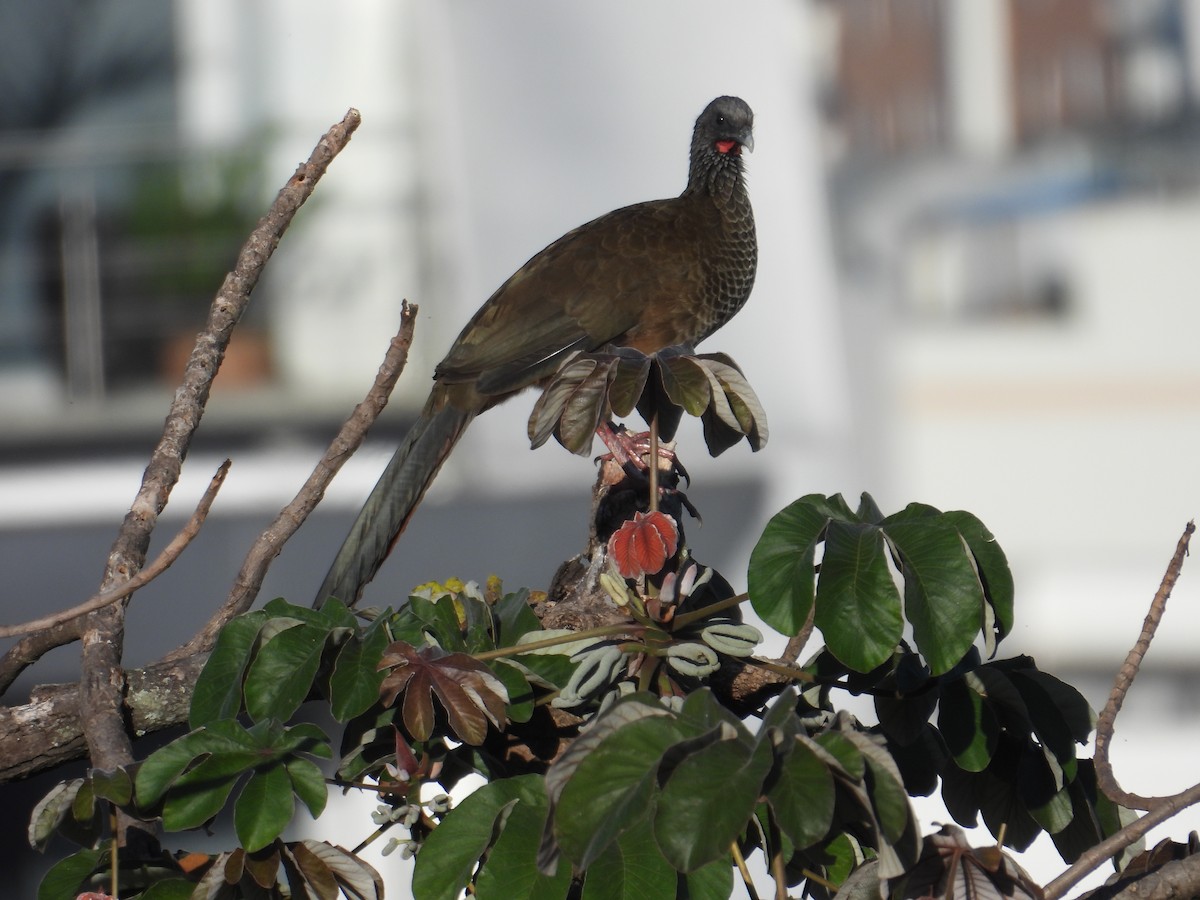 Chachalaca Colombiana - ML620652087