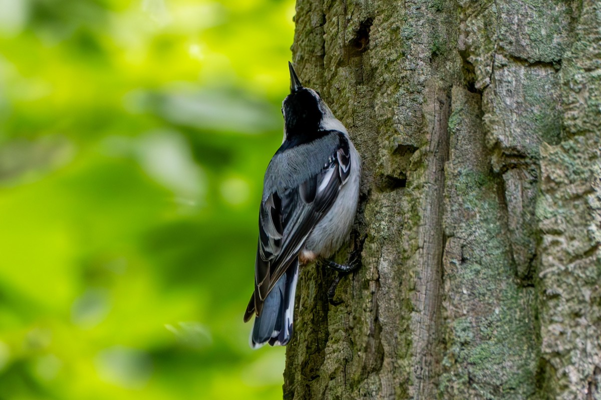 White-breasted Nuthatch - ML620652089