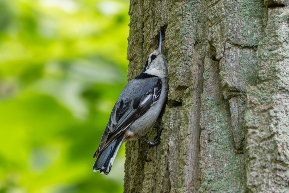 White-breasted Nuthatch - ML620652090