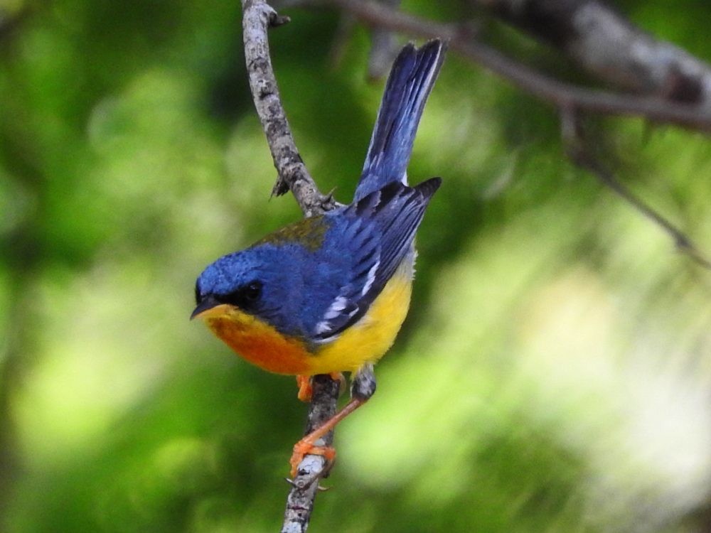 Tropical Parula - ML620652091