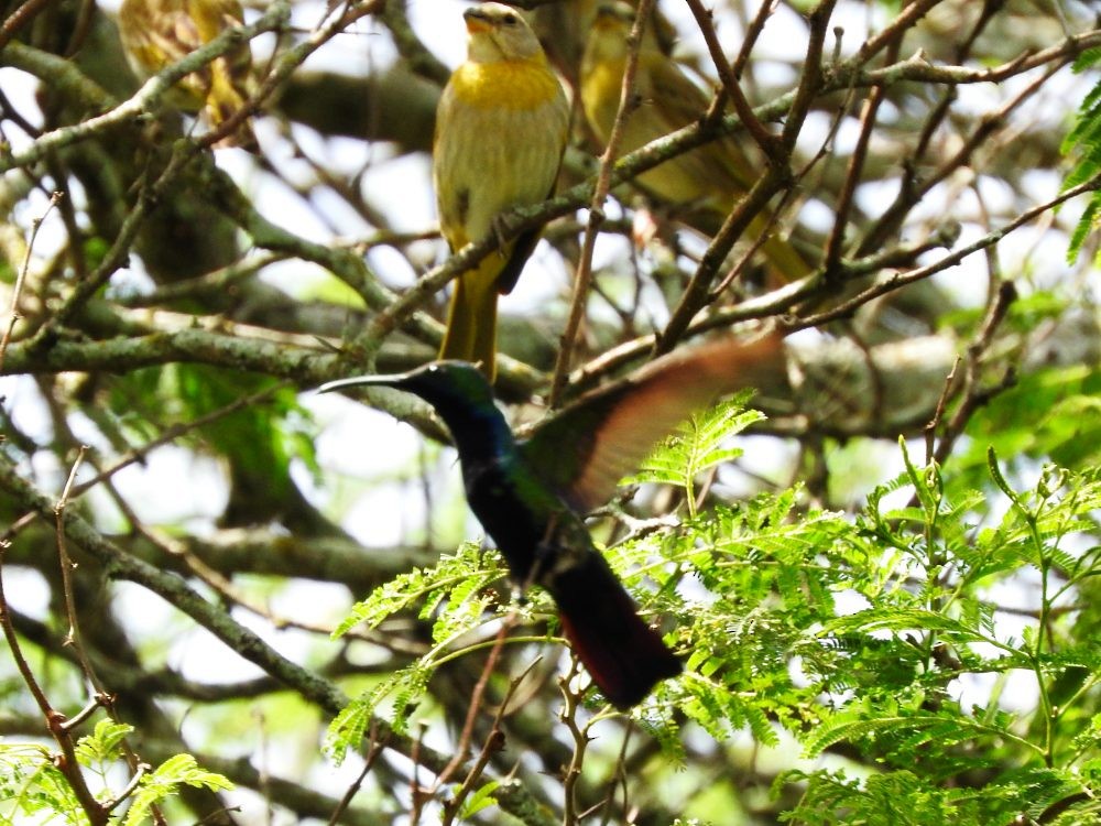 Black-throated Mango - ML620652094