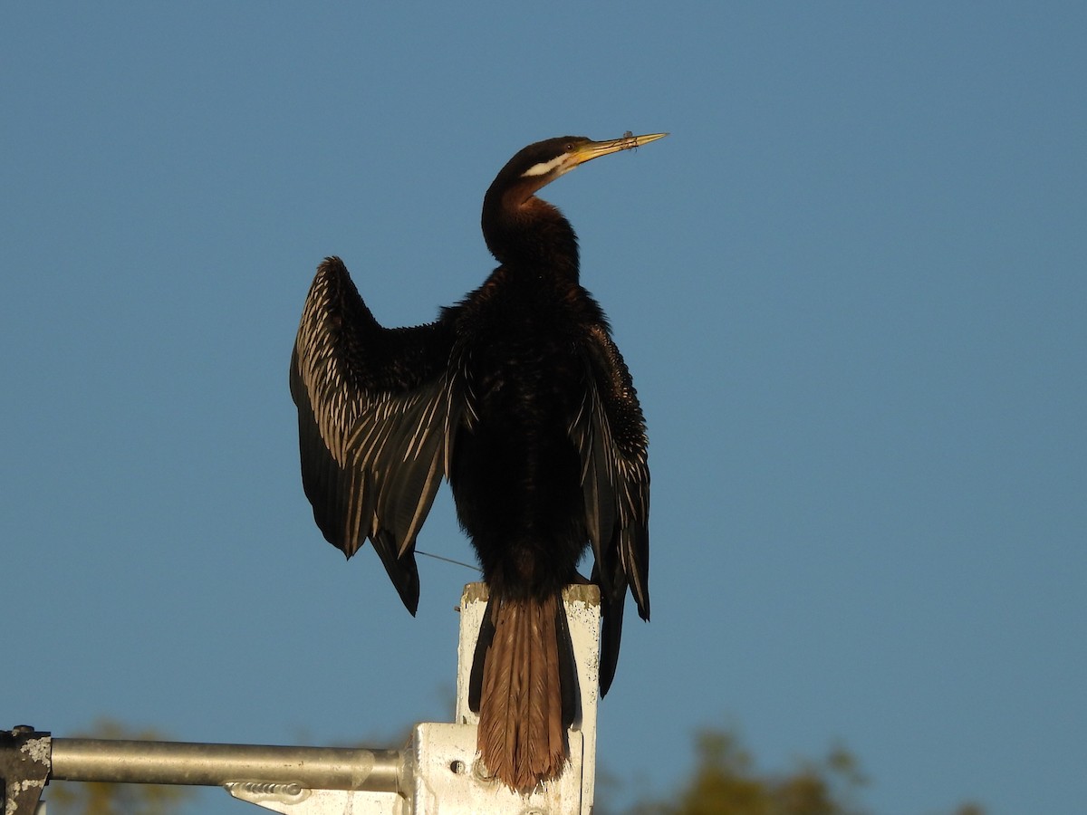 Austral-Schlangenhalsvogel - ML620652095