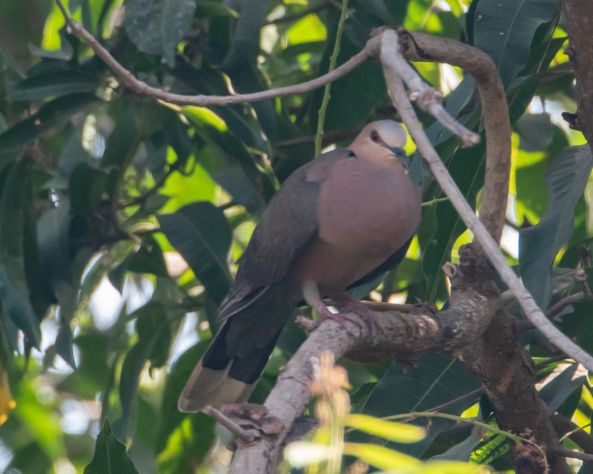 Red-eyed Dove - ML620652097